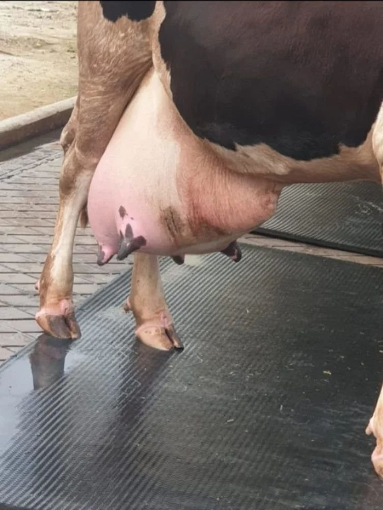 Cow Mats
